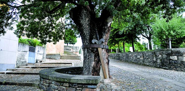 Árvore de Freixo de Espada à Cinta